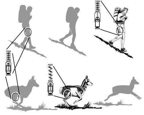 Diagram of spring tension, hiker vs deer