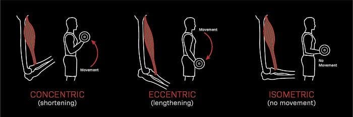 diagram of concentric eccentric isometric weight lifting