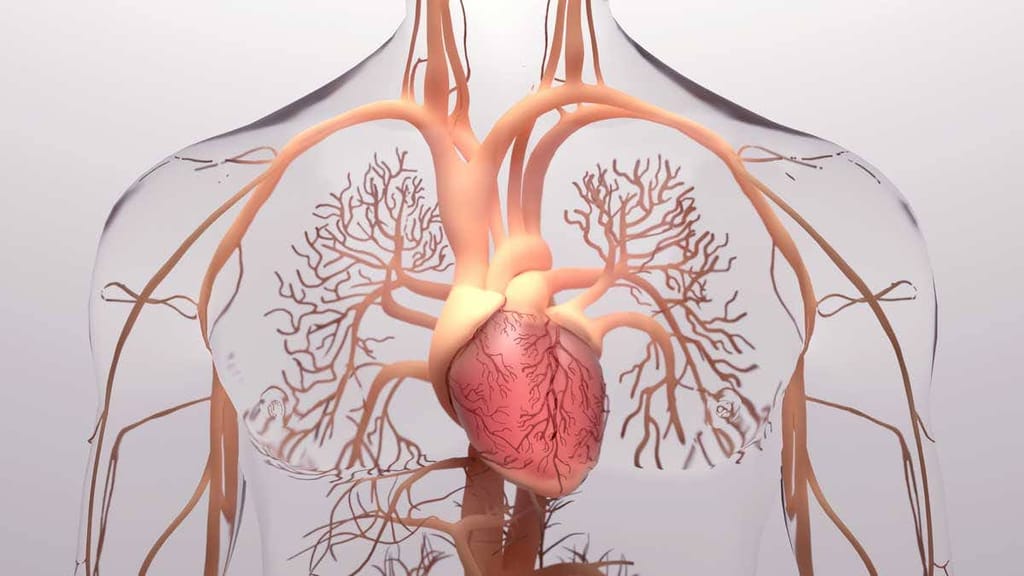 Heart and cardio system
